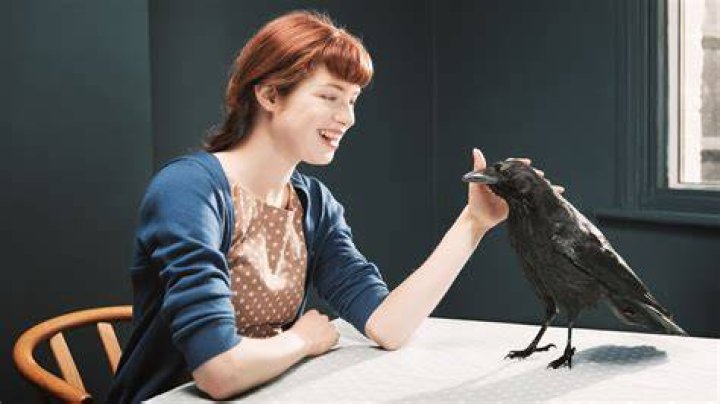 Why crows are shouting at night?