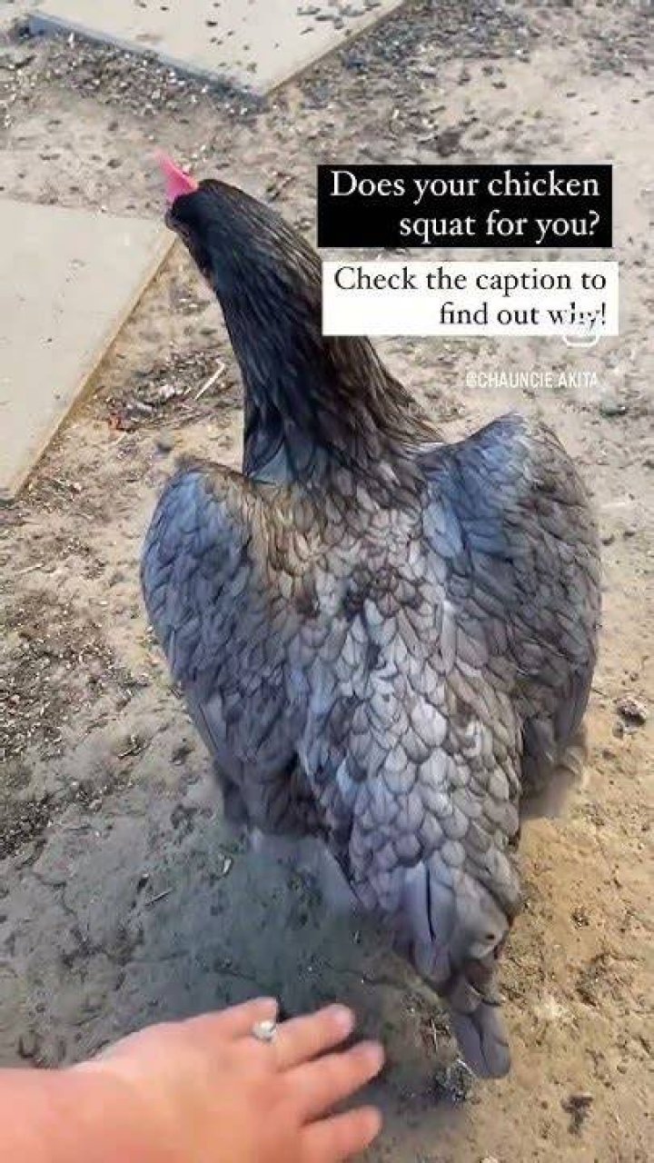 Why do chickens squat when I try to pick them up?