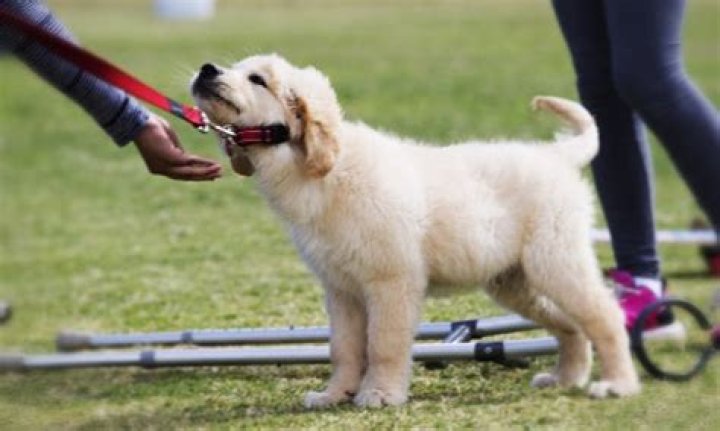 Why do dogs act weird when you take off their collar?
