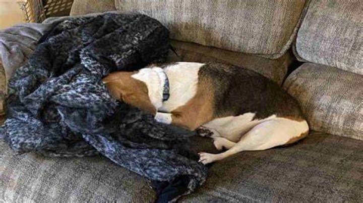 Why do dogs bury their nose in you?