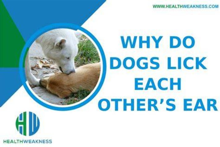 Why do dogs lick each other after fighting?