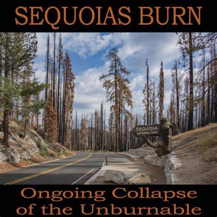 Why do sequoias not burn?