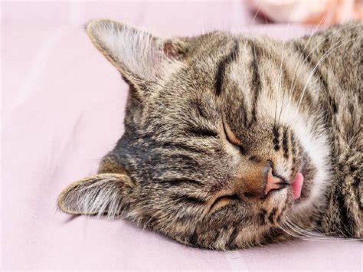Why does my cat love pork?