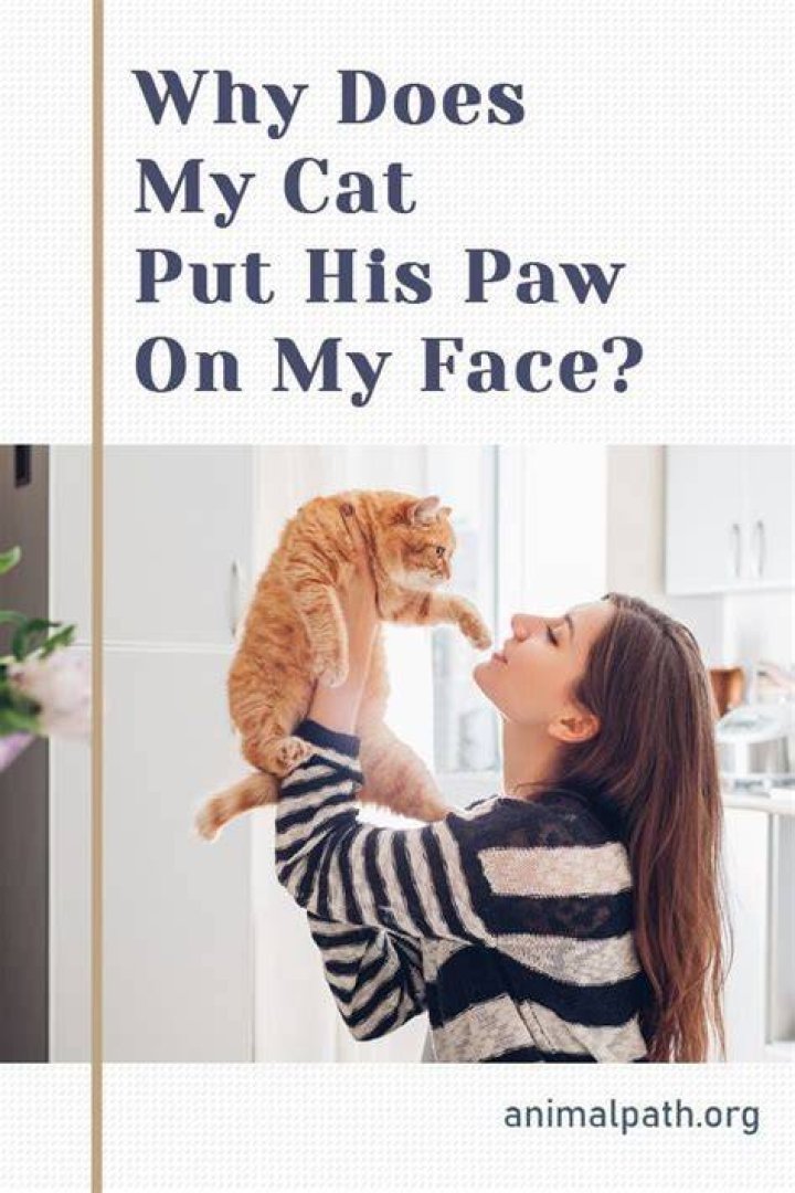 Why does my cat touch my lips with her paw?