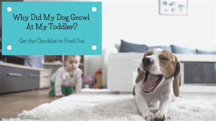Why does my dog growl at my baby?