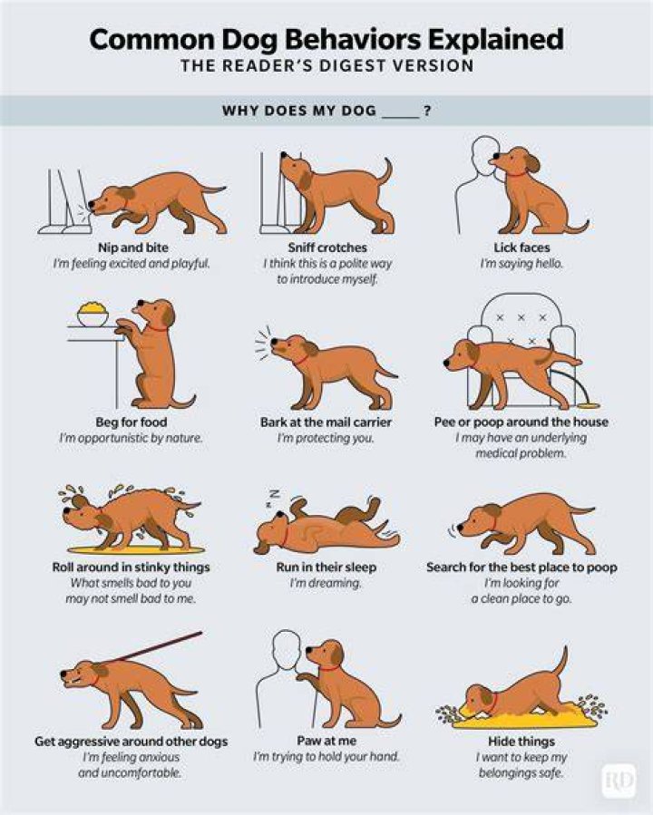 Why does my dog like others more than me?