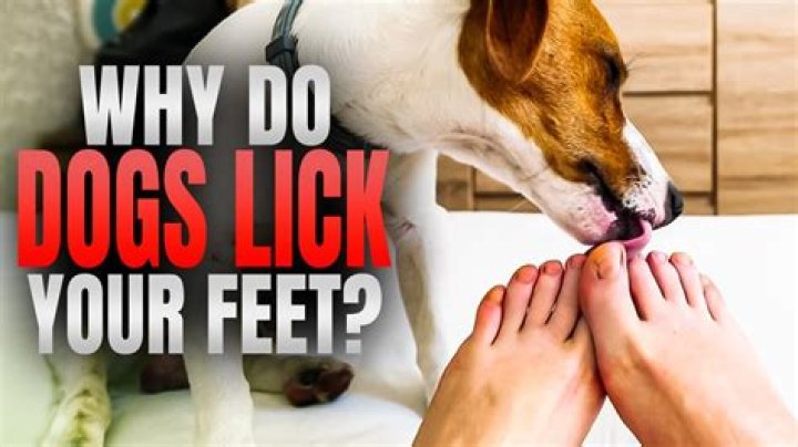 Why does my dog like to lick my feet?