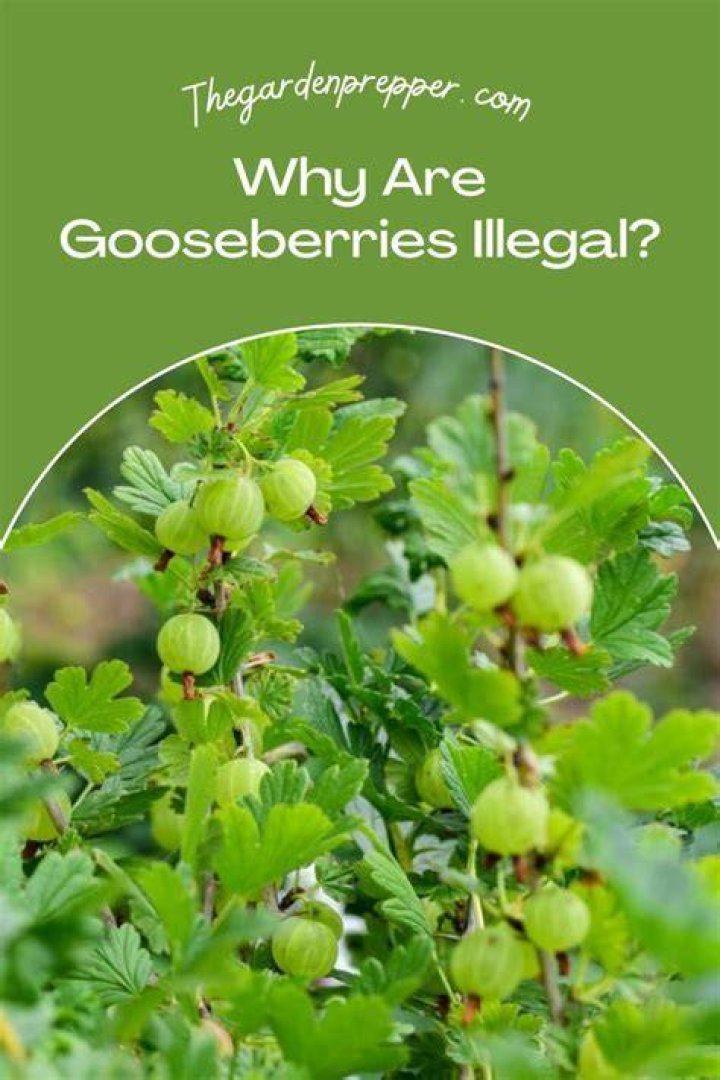 Why is gooseberry illegal to grow in some states?