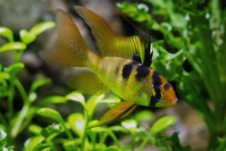 Why is my cichlid swimming upside down?