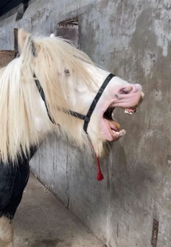 Why is my horse moving his head up and down?