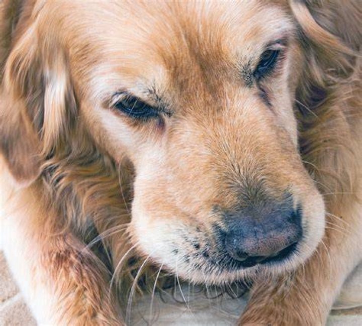 Why you shouldn't put your face in a dogs face?