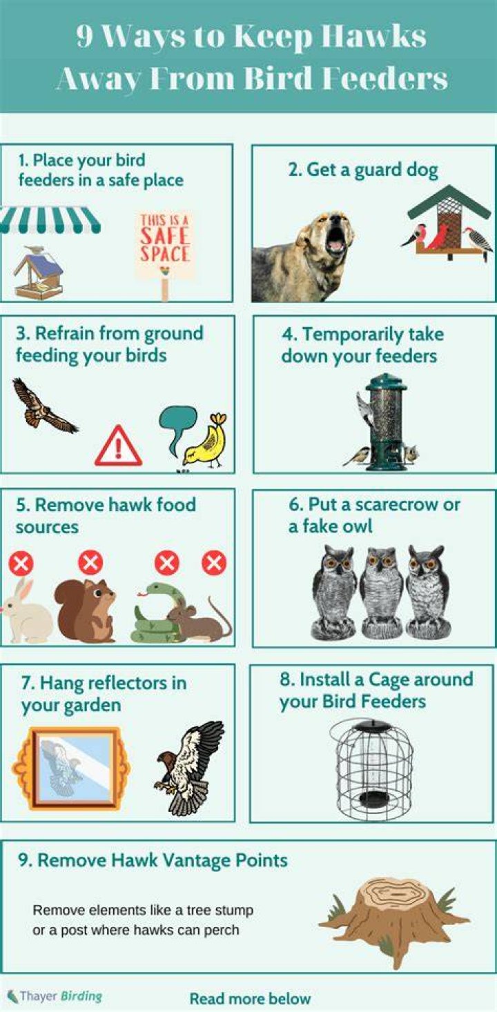 Will a fake owl keep hawks away?