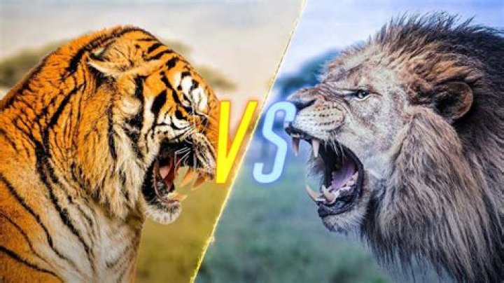Will a Tiger beat a lion?